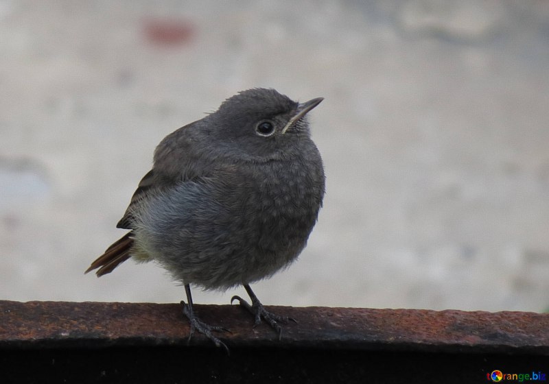 Corvus monedula