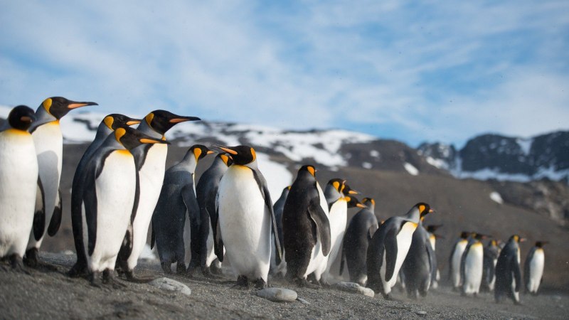 Пингвины Disneynature