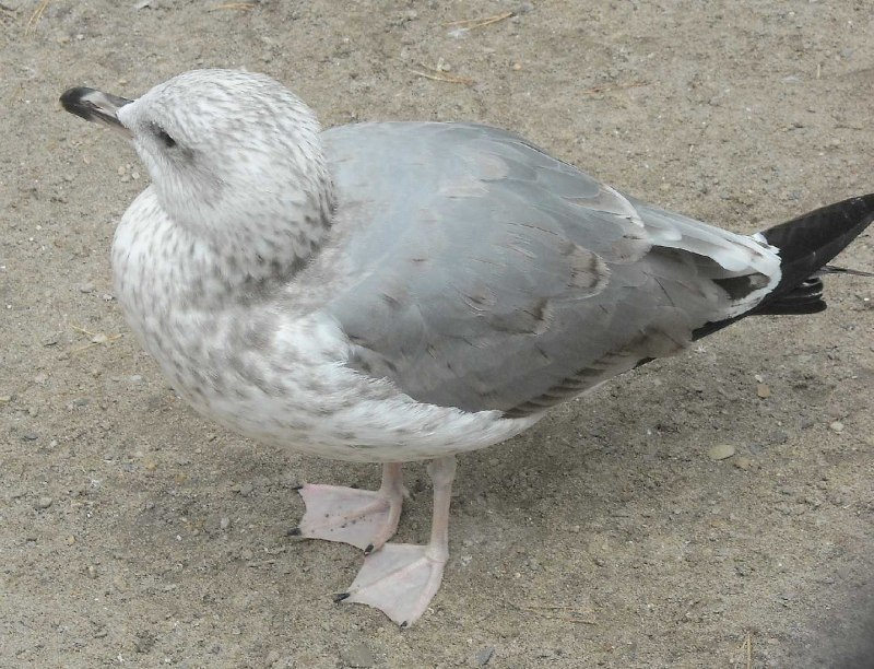 Сизая Чайка Larus canus Байкал