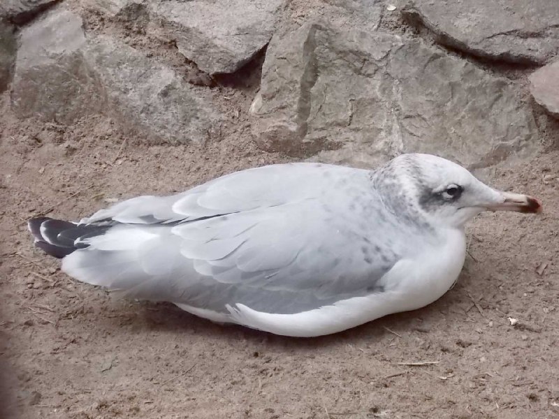 Чайка сизая латынь