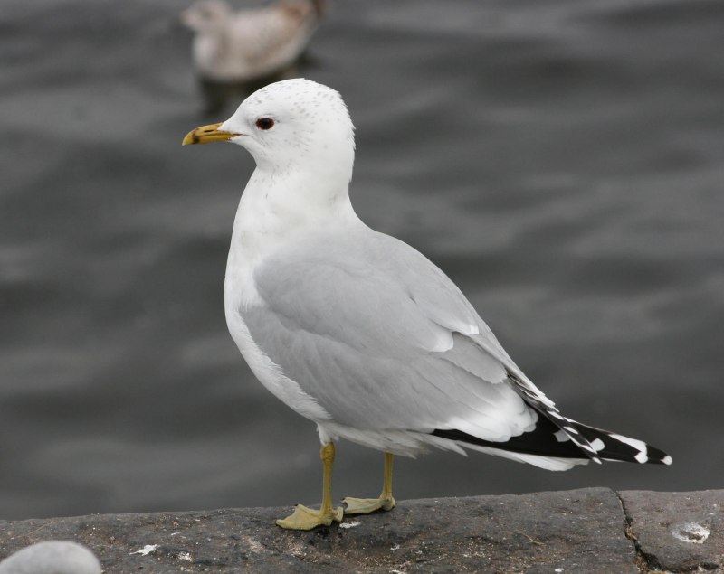 Larus canus