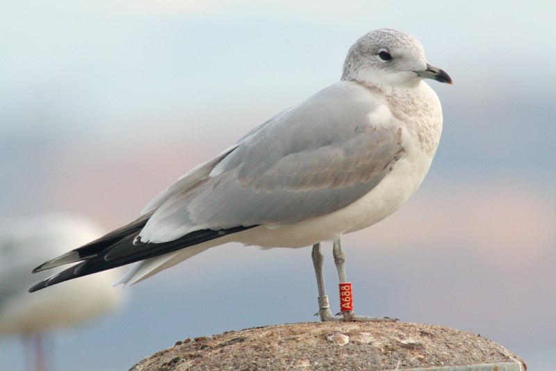Молодая сизая Чайка Larus canus