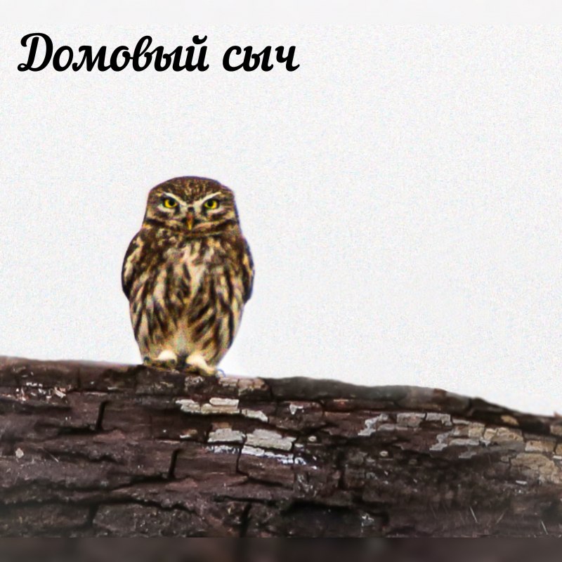 Сычик дом Совы