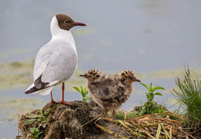 Larus argentatus птенец