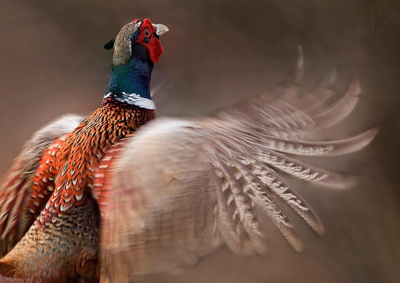Turkey птица