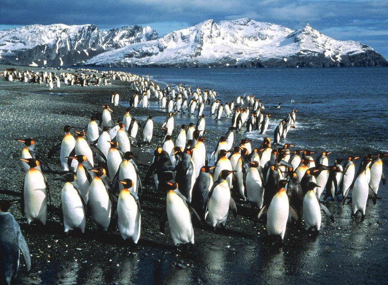 Penguins Colonies pictures for Kids