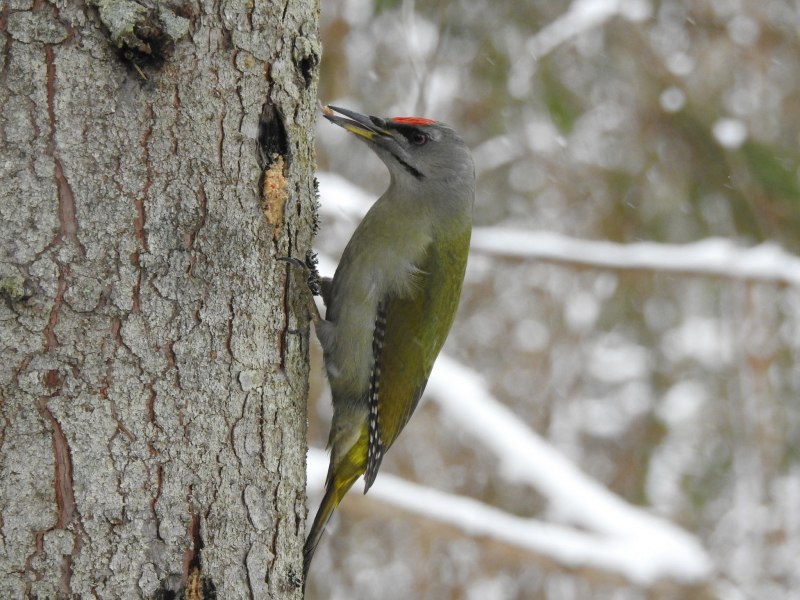 Седой дятел (Picus canus)