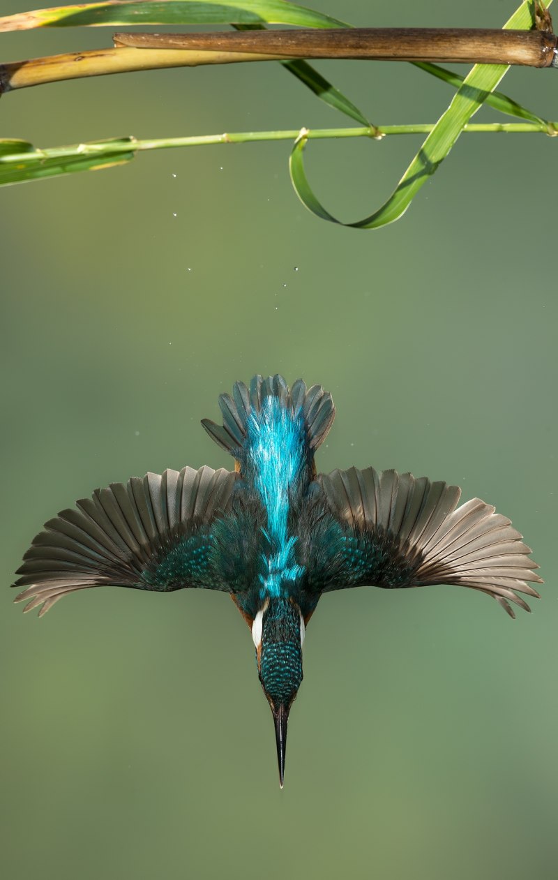 Колибри National Geographic
