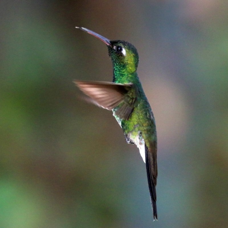 Chlorostilbon ricordii