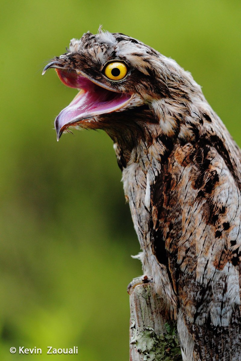 Sri Lanka Frogmouth