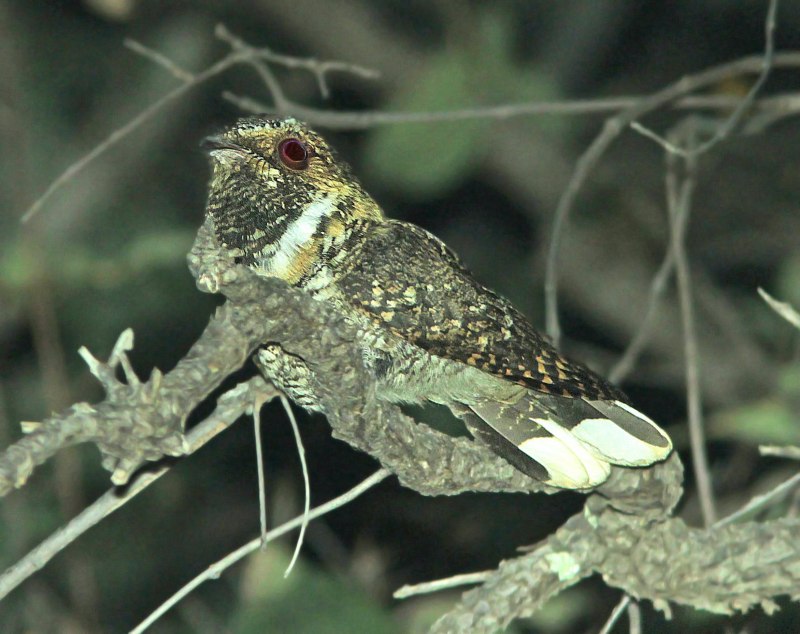 Птица Whippoorwill