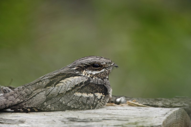 Necisarian Nightjar