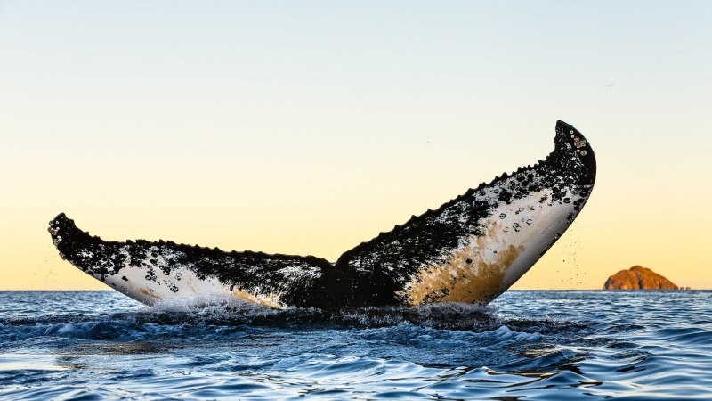 Касатка (2020) (Orca)