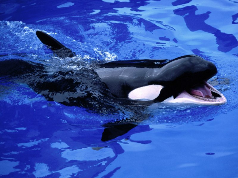 Transient Orcas Diet