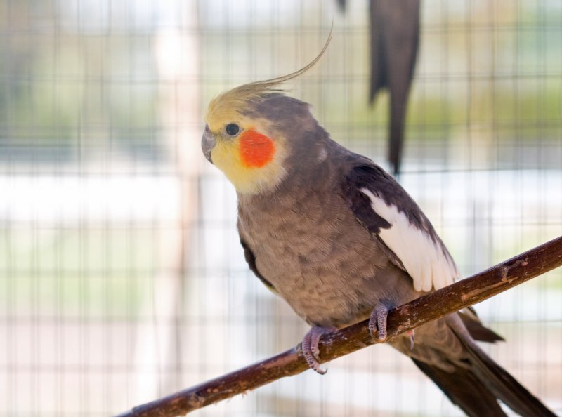 Попугай Corella