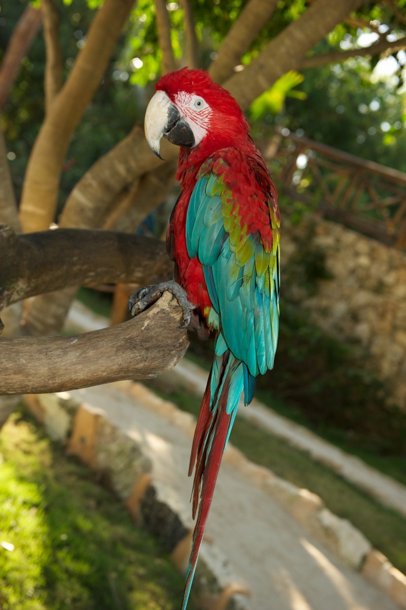 Красный попугай Lorikeet