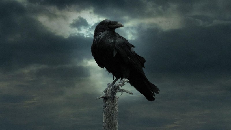 Чумной доктор Plague Doctor