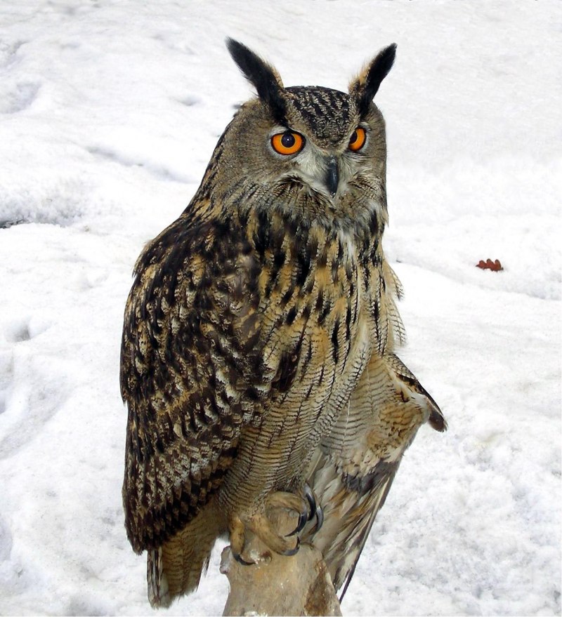 Филин обыкновенный (Bubo Bubo)