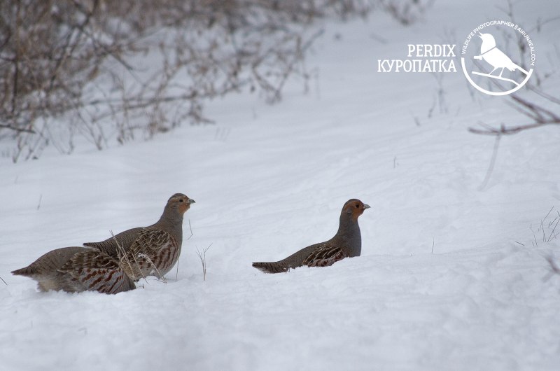 Куропатка черная