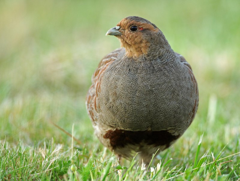 The Grey Partridge (Perdix Perdix),