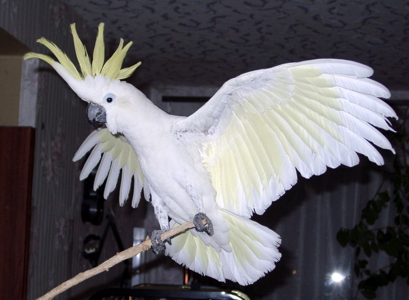Какаду Крылья