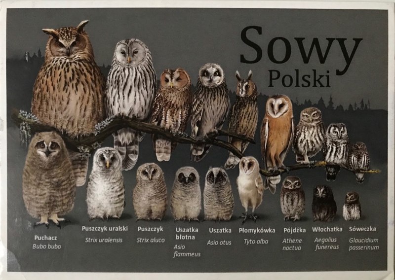 Eagle Owl Owlet