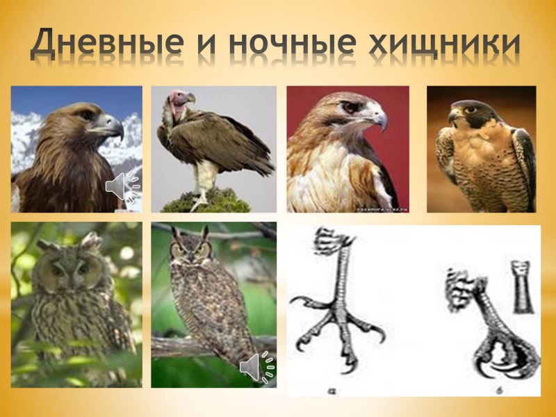 Скелет Совы Сипухи