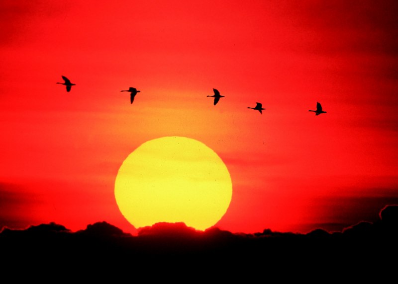 Birds Sunrise