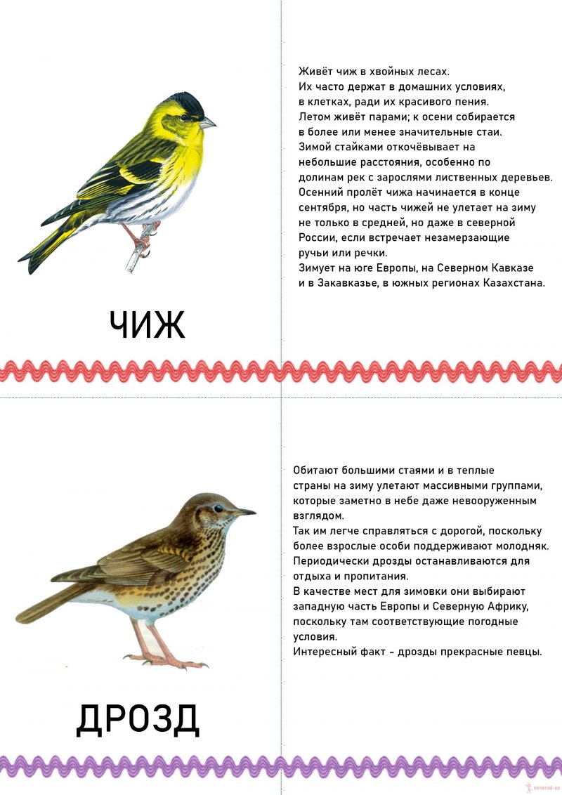 Серая Славка самка