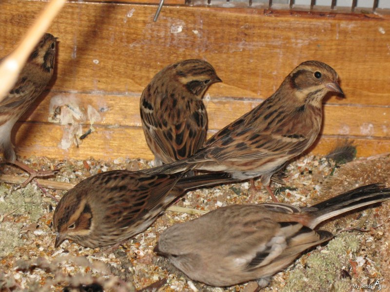 Вид Воробей полевой – passer montanus
