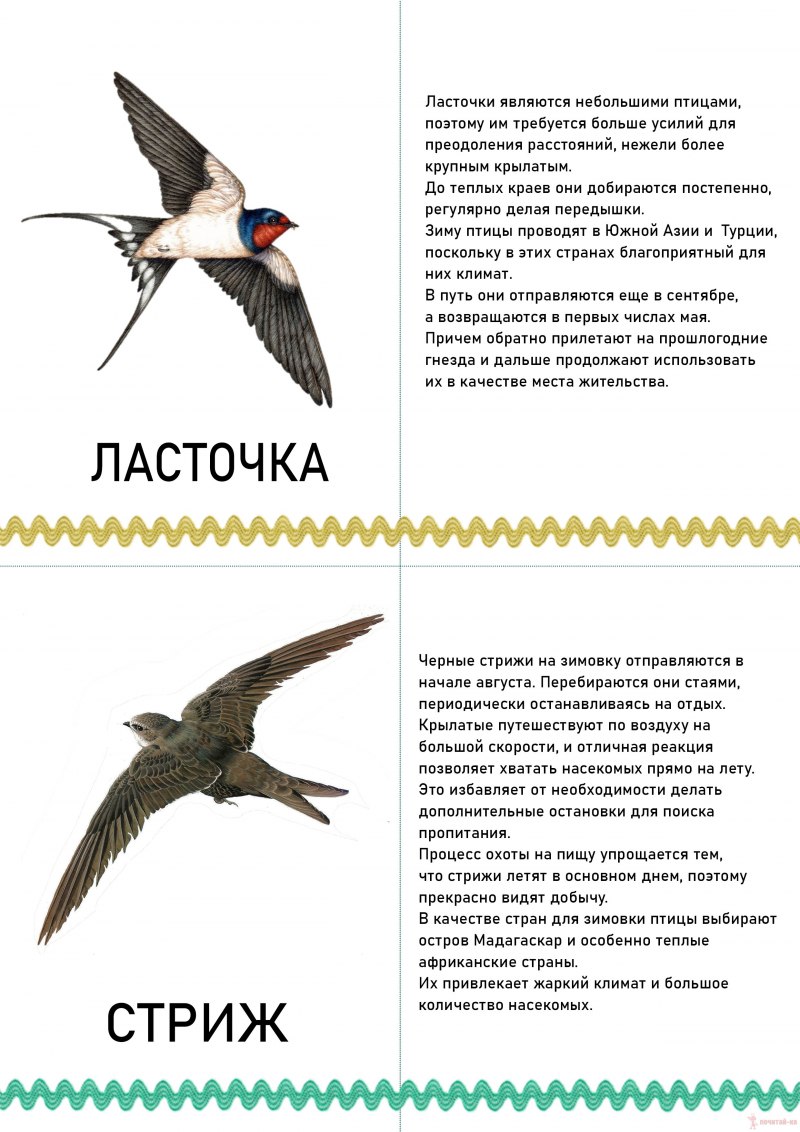 Городские птицы воробьи
