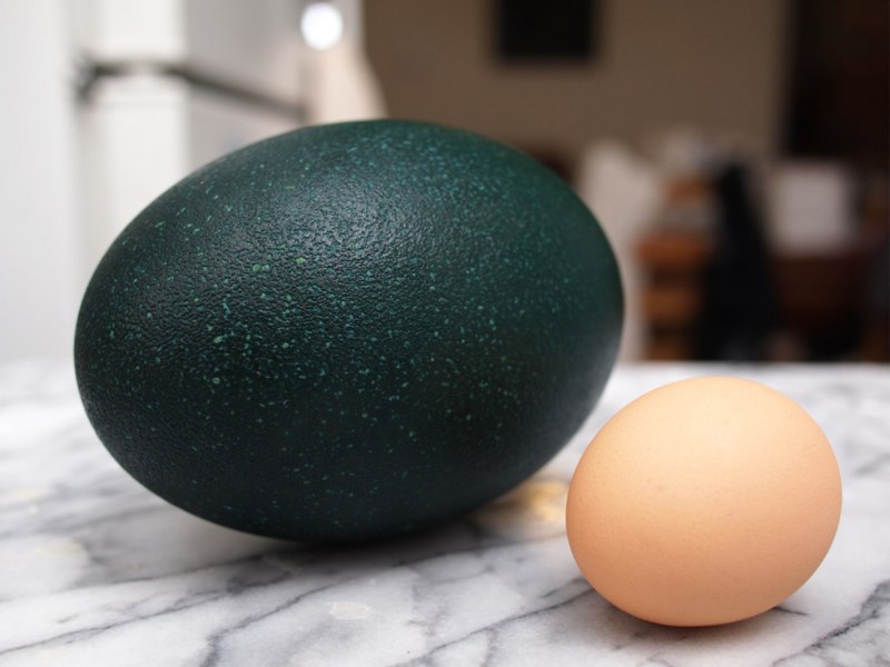Eggs страус эму