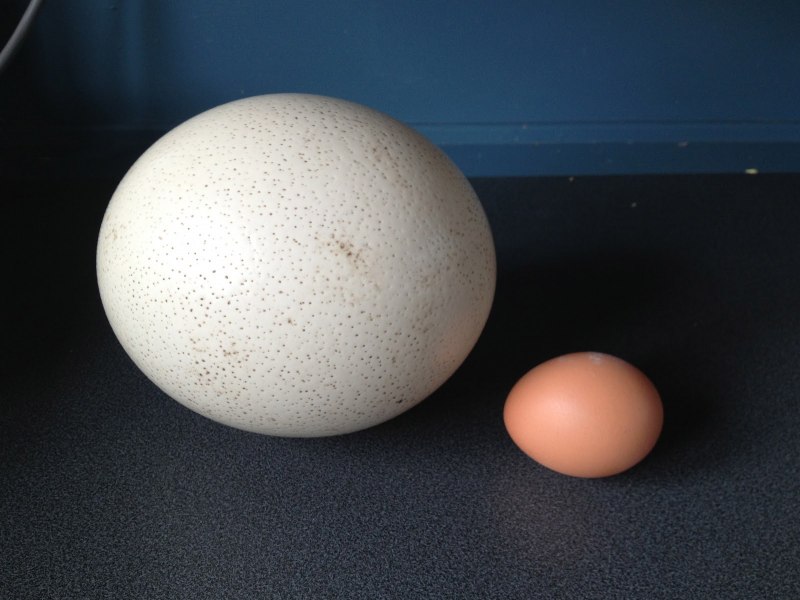 Яйцо страуса (36 фото)