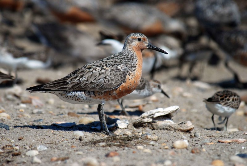 Calidris Alba