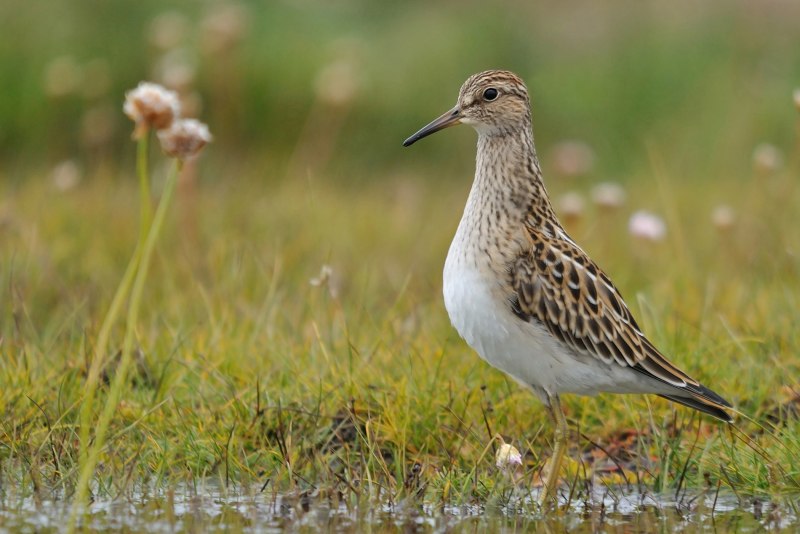 Phalaropus lobatus, круглоносый плавунчик