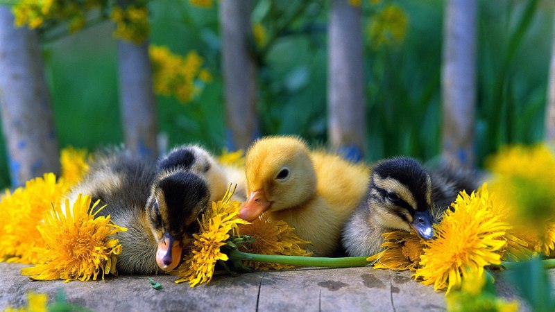 Лето природа животные