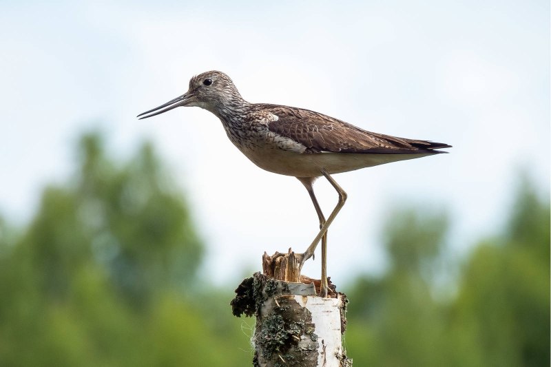 Большой улит (Tringa nebularia Gunnerus)