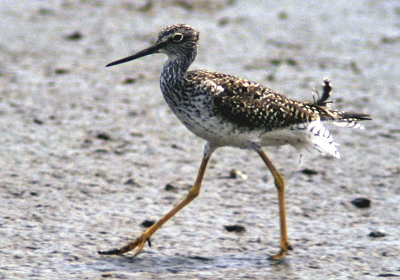 Tringa nebularia