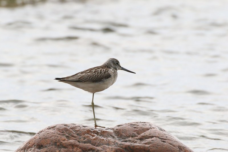 Улит большой Tringa nebularia