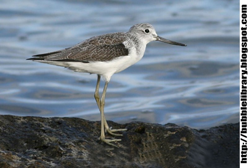 Улит большой Tringa nebularia