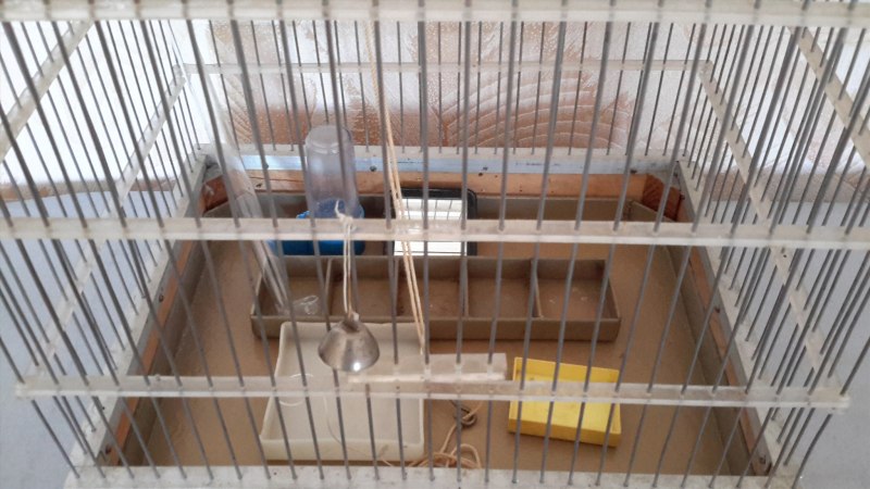 Клетка для крысы