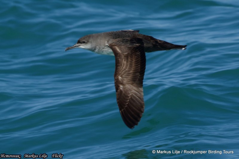 Буревестник Puffinus Puffinus Буревестник