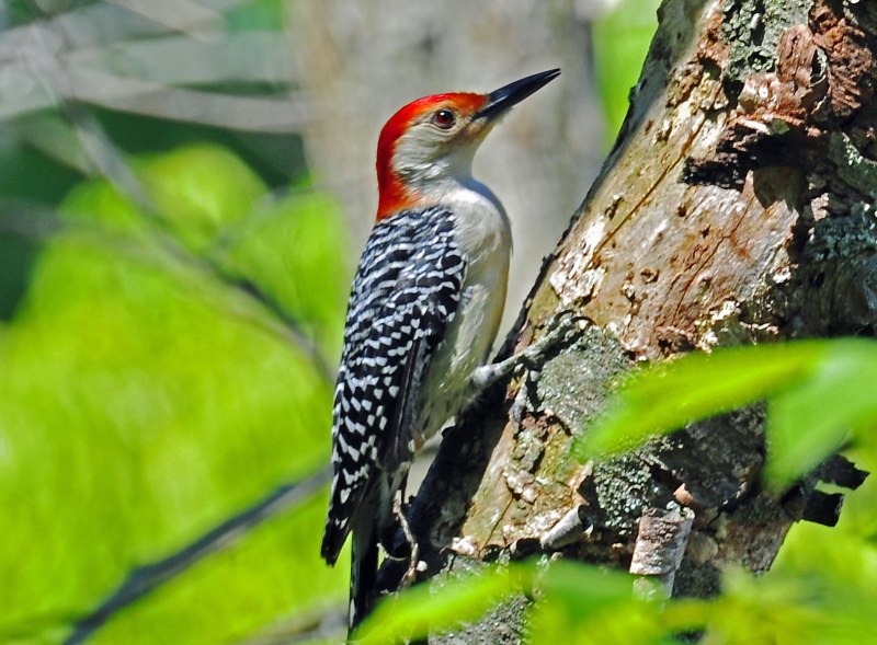 Melanerpes carolinus