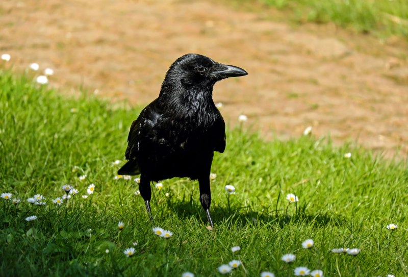 Corvus orientalis