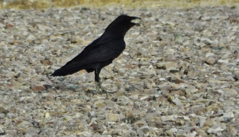 Corvus brachyrhynchos