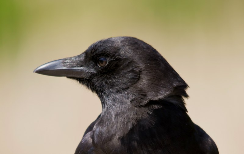 Грач (Corvus frugilegus)