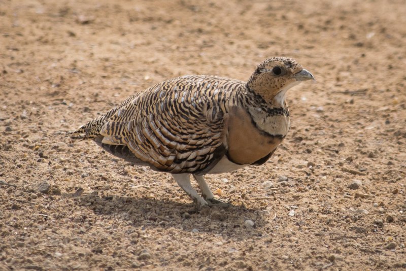 Double Banded Sandgrouse