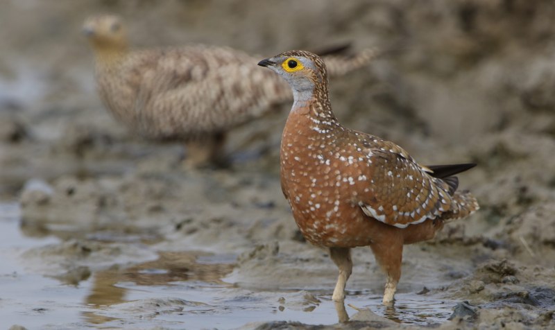 The Black-bellied Sandgrouse (Pterocles orientalis)