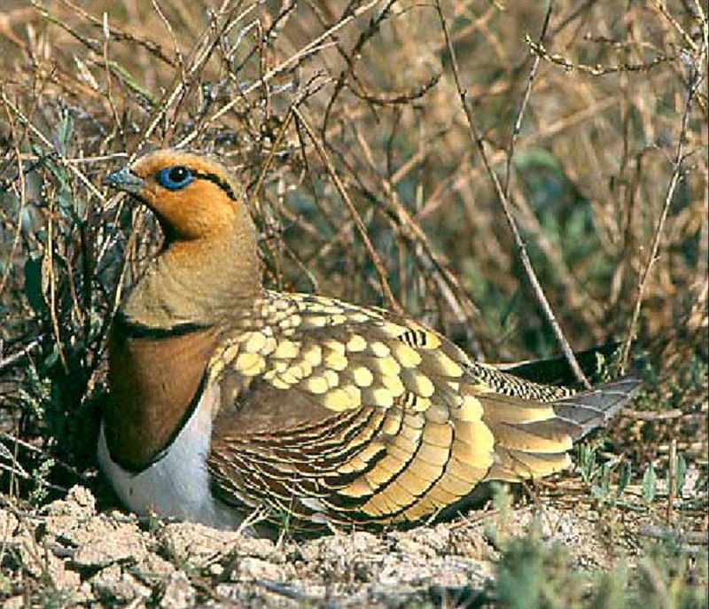 Саджа Syrrhaptes paradoxus