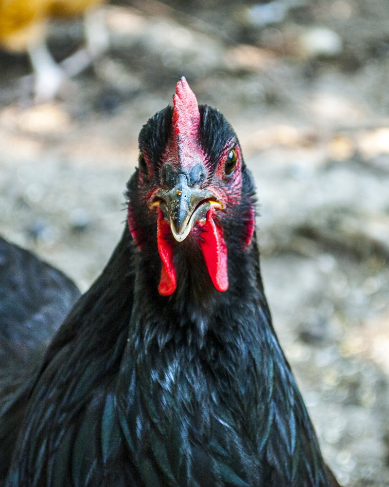 Черная курица птицы (38 фото)